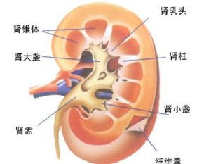 肾癌饮食(肾癌饮食注意什么),第1张 肾癌饮食(肾癌饮食注意什么),肾癌饮食(肾癌饮食注意什么),第1张