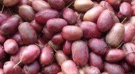 猕猴桃的作用与效果（纯野生猕猴桃的作用与效果）,猕猴桃的作用与效果（纯野生猕猴桃的作用与效果）,第1张