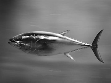 金枪鱼图片(蓝鳍金枪鱼图片),第1张 金枪鱼图片(蓝鳍金枪鱼图片),金枪鱼图片(蓝鳍金枪鱼图片),第1张