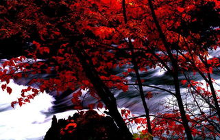 米亚罗自驾游攻略（米亚罗旅游景点大全）,米亚罗自驾游攻略（米亚罗旅游景点大全）,第3张