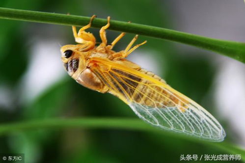 知了的营养价值（知了的营养价值和功效禁忌）,知了的营养价值（知了的营养价值和功效禁忌）,第3张