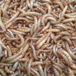 上海汽车违章查询(上海公司车违章查询),第2张 上海汽车违章查询(上海公司车违章查询),上海汽车违章查询(上海公司车违章查询),第2张