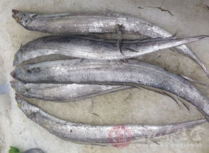 冻带鱼段怎么清洗图解(冻带鱼段怎么洗才是正确的),第2张 冻带鱼段怎么清洗图解(冻带鱼段怎么洗才是正确的),冻带鱼段怎么清洗图解(冻带鱼段怎么洗才是正确的),第2张