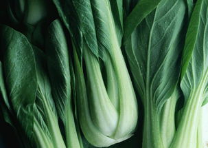 芽球菊苣(芽球菊苣的功效和作用),第1张 芽球菊苣(芽球菊苣的功效和作用),芽球菊苣(芽球菊苣的功效和作用),第1张