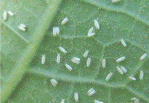 灭虱子(灭虱子药液的配置),第1张 灭虱子(灭虱子药液的配置),灭虱子(灭虱子药液的配置),第1张