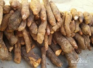 淫羊藿的功效与作用(锁阳的功效与作用),第3张 淫羊藿的功效与作用(锁阳的功效与作用),淫羊藿的功效与作用(锁阳的功效与作用),第3张