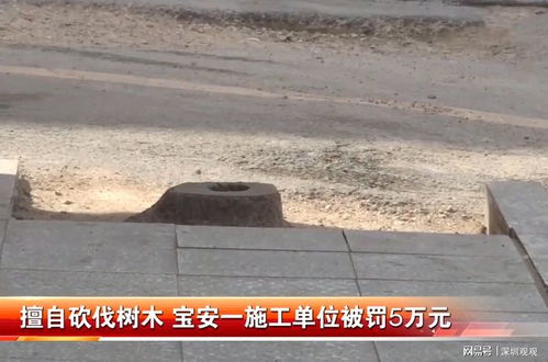 黄羊角(黄羊角怎么处理起来漂亮),第2张 黄羊角(黄羊角怎么处理起来漂亮),黄羊角(黄羊角怎么处理起来漂亮),第2张