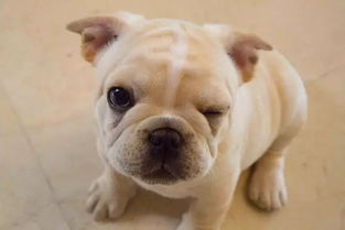 牛头犬(牛头犬斗草),第3张 牛头犬(牛头犬斗草),牛头犬(牛头犬斗草),第3张