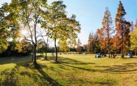 关于上海滨江森林公园景点介绍的信息,第1张 关于上海滨江森林公园景点介绍的信息,关于上海滨江森林公园景点介绍的信息,第1张