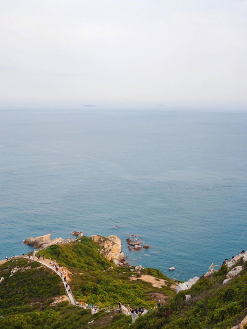 蓝菊根(蓝菊根茶野生的在哪买上正品),第2张 蓝菊根(蓝菊根茶野生的在哪买上正品),蓝菊根(蓝菊根茶野生的在哪买上正品),第2张