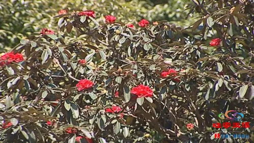 上海办公楼装修公司:探访泰安岱西花园:感受城市与自然的和谐之美,第1张 上海办公楼装修公司:探访泰安岱西花园:感受城市与自然的和谐之美,上海办公楼装修公司:探访泰安岱西花园:感受城市与自然的和谐之美,第1张