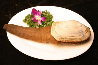 象拔蚌营养(象拔蚌营养价值高吗),第2张 象拔蚌营养(象拔蚌营养价值高吗),象拔蚌营养(象拔蚌营养价值高吗),第2张