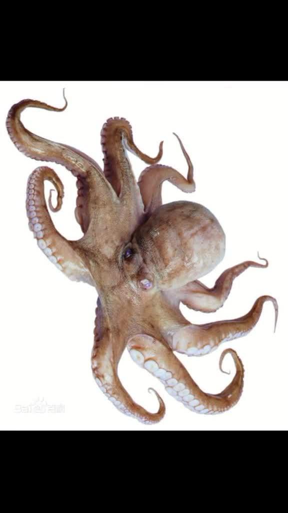 有眼皮肤啊(羊驼眼皮肤),第3张 有眼皮肤啊(羊驼眼皮肤),有眼皮肤啊(羊驼眼皮肤),第3张