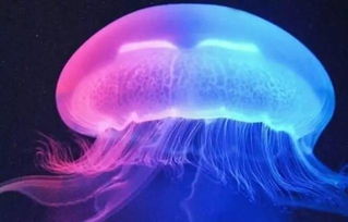 水母能吃吗(水母能吃吗图片),第3张 水母能吃吗(水母能吃吗图片),水母能吃吗(水母能吃吗图片),第3张