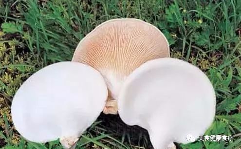 白参(白参菌的功效与作用及食用方法),第3张 白参(白参菌的功效与作用及食用方法),白参(白参菌的功效与作用及食用方法),第3张
