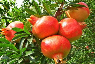 医生说石榴籽嚼碎了吃会中毒(石榴的功效与作用),第2张 医生说石榴籽嚼碎了吃会中毒(石榴的功效与作用),医生说石榴籽嚼碎了吃会中毒(石榴的功效与作用),第2张