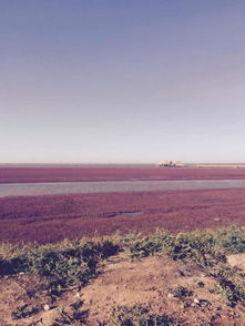 盘锦红海滩简介（盘锦红海滩简介景区）,盘锦红海滩简介（盘锦红海滩简介景区）,第1张