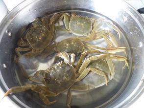 清蒸大闸蟹是什么地方的菜(清蒸大闸蟹是什么菜系),第3张 清蒸大闸蟹是什么地方的菜(清蒸大闸蟹是什么菜系),清蒸大闸蟹是什么地方的菜(清蒸大闸蟹是什么菜系),第3张