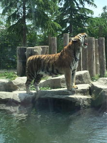 青岛小珠山野生动物园门票(青岛小珠山野生动物园门票怎么预约啊),第1张 青岛小珠山野生动物园门票(青岛小珠山野生动物园门票怎么预约啊),青岛小珠山野生动物园门票(青岛小珠山野生动物园门票怎么预约啊),第1张