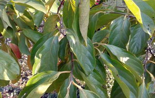 瓜蒌皮的功效与作用(瓜蒌皮的功效与作用及主治与用量),第2张 瓜蒌皮的功效与作用(瓜蒌皮的功效与作用及主治与用量),瓜蒌皮的功效与作用(瓜蒌皮的功效与作用及主治与用量),第2张