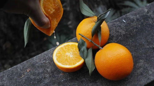 脐橙上火吗(脐橙是不是上火),第2张 脐橙上火吗(脐橙是不是上火),脐橙上火吗(脐橙是不是上火),第2张