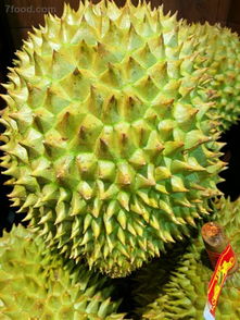 榴莲一次吃多少合适(榴莲一次吃多少合适?),第2张 榴莲一次吃多少合适(榴莲一次吃多少合适?),榴莲一次吃多少合适(榴莲一次吃多少合适?),第2张