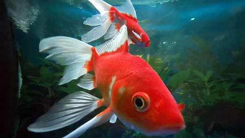 红鱼肚(红鱼肚子大是怎么回事),第2张 红鱼肚(红鱼肚子大是怎么回事),红鱼肚(红鱼肚子大是怎么回事),第2张