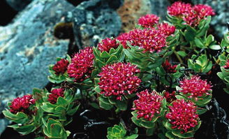 红景天的简单介绍,第2张 红景天的简单介绍,红景天的简单介绍,第2张