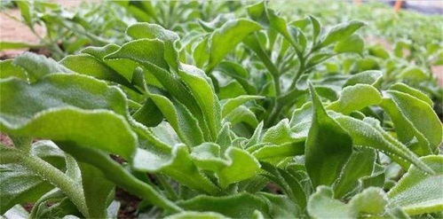 广金钱草的功效（广金钱草的功效与作用及食用方法）,广金钱草的功效（广金钱草的功效与作用及食用方法）,第2张