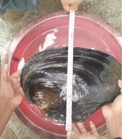 河蚌寄生虫能煮死吗(河蚌寄生虫会爬进人体内吗),第3张 河蚌寄生虫能煮死吗(河蚌寄生虫会爬进人体内吗),河蚌寄生虫能煮死吗(河蚌寄生虫会爬进人体内吗),第3张