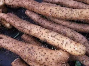 山药莲藕排骨汤的做法(山药最忌讳三种食物),第3张 山药莲藕排骨汤的做法(山药最忌讳三种食物),山药莲藕排骨汤的做法(山药最忌讳三种食物),第3张