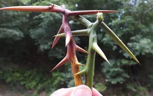 怎么把皮肤里刺拿出来(怎么把刺到皮肤里的毛刺弄出来),第3张 怎么把皮肤里刺拿出来(怎么把刺到皮肤里的毛刺弄出来),怎么把皮肤里刺拿出来(怎么把刺到皮肤里的毛刺弄出来),第3张