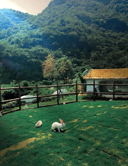 摇滚烤鸡(摇滚烤鸡腿技术的配料和配方),第2张 摇滚烤鸡(摇滚烤鸡腿技术的配料和配方),摇滚烤鸡(摇滚烤鸡腿技术的配料和配方),第2张