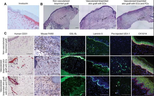 皮肤表面细胞活(皮肤表皮细胞),第1张 皮肤表面细胞活(皮肤表皮细胞),皮肤表面细胞活(皮肤表皮细胞),第1张