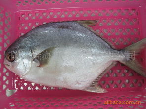 海梭鱼图片（海鲳鱼图片）,海梭鱼图片（海鲳鱼图片）,第3张