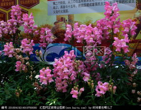 死亡之花(金鱼草为什么叫死亡之花),第3张 死亡之花(金鱼草为什么叫死亡之花),死亡之花(金鱼草为什么叫死亡之花),第3张