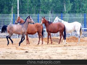 赛马多少钱(赛马多少钱价格一只),第3张 赛马多少钱(赛马多少钱价格一只),赛马多少钱(赛马多少钱价格一只),第3张
