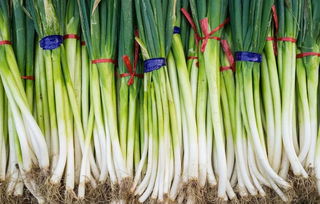 大葱壮阳（葱有壮阳的作用吗）,大葱壮阳（葱有壮阳的作用吗）,第3张