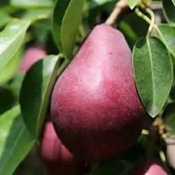 集蜂堂(集蜂堂蜂胶多少钱一瓶),第3张 集蜂堂(集蜂堂蜂胶多少钱一瓶),集蜂堂(集蜂堂蜂胶多少钱一瓶),第3张