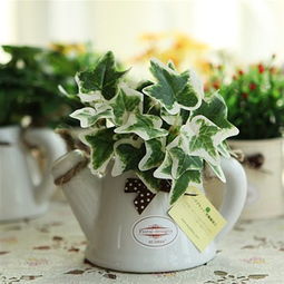 客厅植物摆放风水(客厅适合养什么花和植物好风水),第2张 客厅植物摆放风水(客厅适合养什么花和植物好风水),客厅植物摆放风水(客厅适合养什么花和植物好风水),第2张