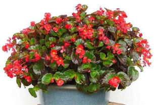 客厅植物摆放风水(客厅适合养什么花和植物好风水),第1张 客厅植物摆放风水(客厅适合养什么花和植物好风水),客厅植物摆放风水(客厅适合养什么花和植物好风水),第1张