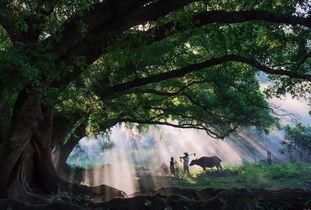 杨家溪(杨家溪风景区图片),第1张 杨家溪(杨家溪风景区图片),杨家溪(杨家溪风景区图片),第1张