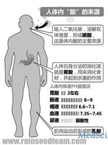 代谢(代谢性碱中毒),第2张 代谢(代谢性碱中毒),代谢(代谢性碱中毒),第2张