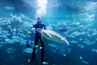 小梅沙海洋世界门票(小梅沙海洋世界门票荆州),第1张 小梅沙海洋世界门票(小梅沙海洋世界门票荆州),小梅沙海洋世界门票(小梅沙海洋世界门票荆州),第1张