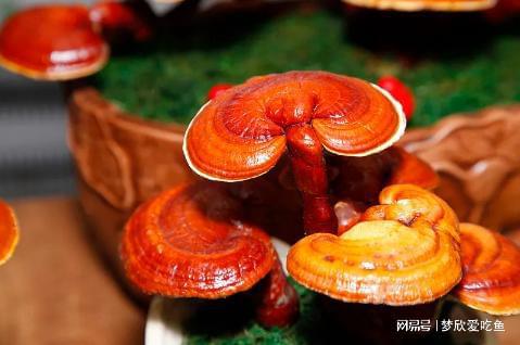 灵芝孢子粉加速肿瘤扩散(四类人不能吃灵芝孢子),第2张 灵芝孢子粉加速肿瘤扩散(四类人不能吃灵芝孢子),灵芝孢子粉加速肿瘤扩散(四类人不能吃灵芝孢子),第2张