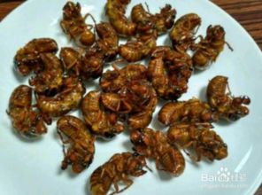 吃知了(吃知了过敏症状),第3张 吃知了(吃知了过敏症状),吃知了(吃知了过敏症状),第3张