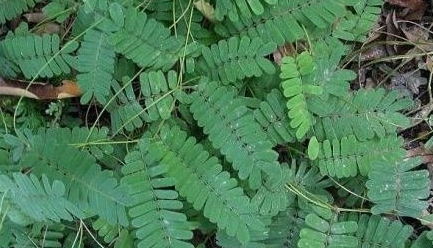 鸡骨草的副作用(鸡骨草的副作用是什么),第1张 鸡骨草的副作用(鸡骨草的副作用是什么),鸡骨草的副作用(鸡骨草的副作用是什么),第1张