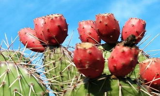 仙人掌果的功效与作用及食用方法（仙人掌果的功效与作用及食用方法煮水）,仙人掌果的功效与作用及食用方法（仙人掌果的功效与作用及食用方法煮水）,第1张