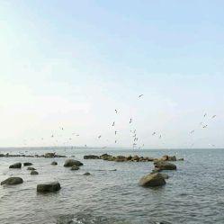 北戴河鸽子窝(北戴河鸽子窝公园),第1张 北戴河鸽子窝(北戴河鸽子窝公园),北戴河鸽子窝(北戴河鸽子窝公园),第1张