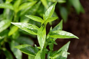 车前草的作用(车前草的作用和功能主治禁忌),第1张 车前草的作用(车前草的作用和功能主治禁忌),车前草的作用(车前草的作用和功能主治禁忌),第1张